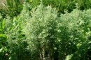 Roemischer Wermut - Artemisia pontica * 1300 x 866 * (481KB)